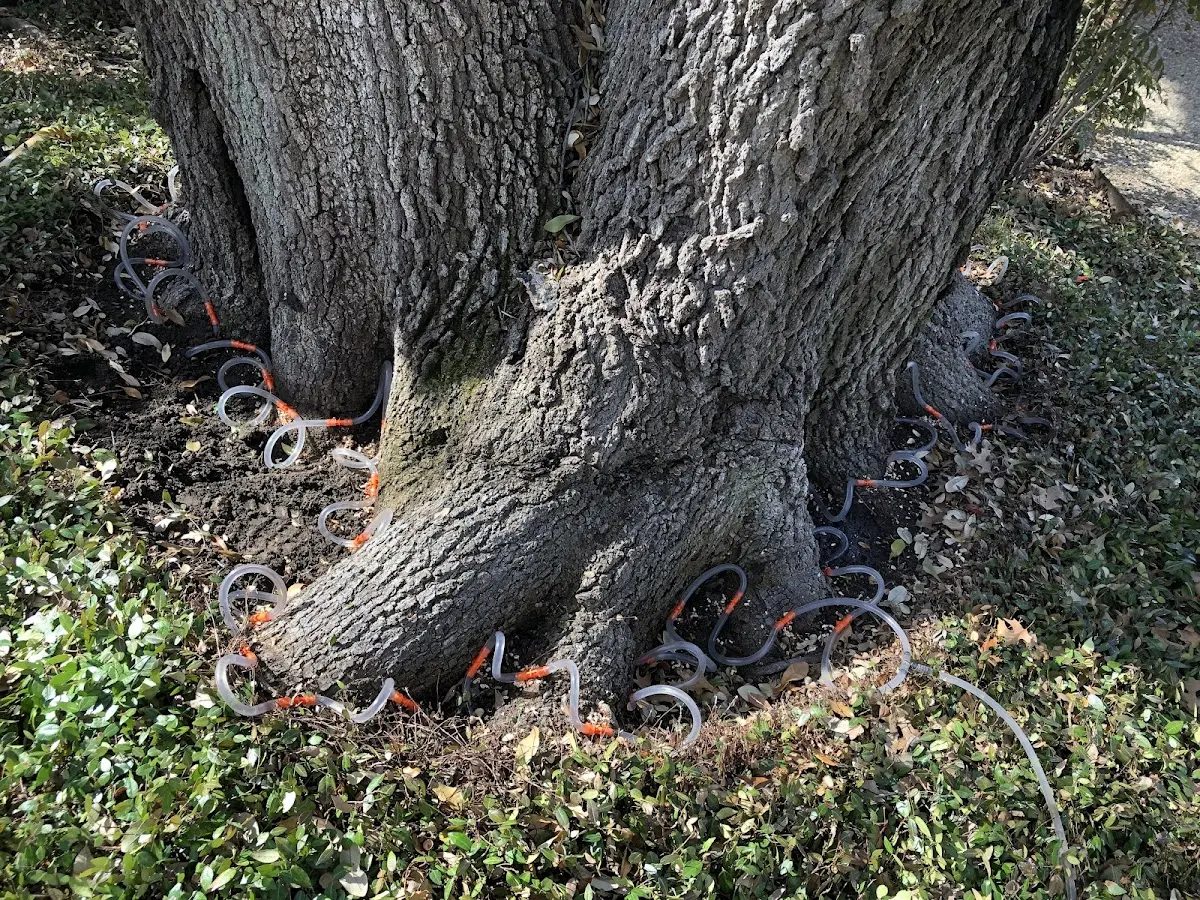 Detailed Tree Cabling and Bracing job site in Cave City