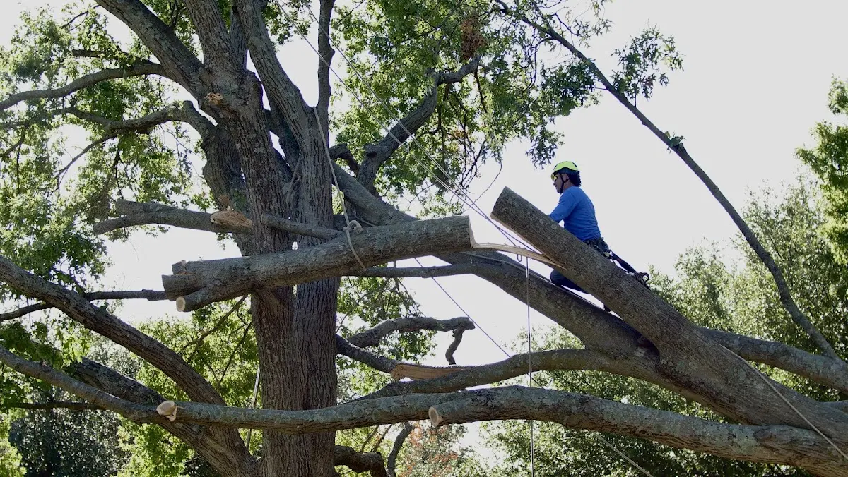 Professional Crown Thinning performed by certified arborists in Cave City