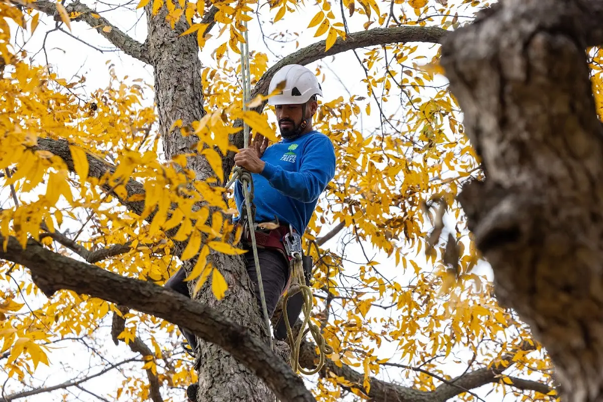 Skilled Tree Trimming crew working in Cave City